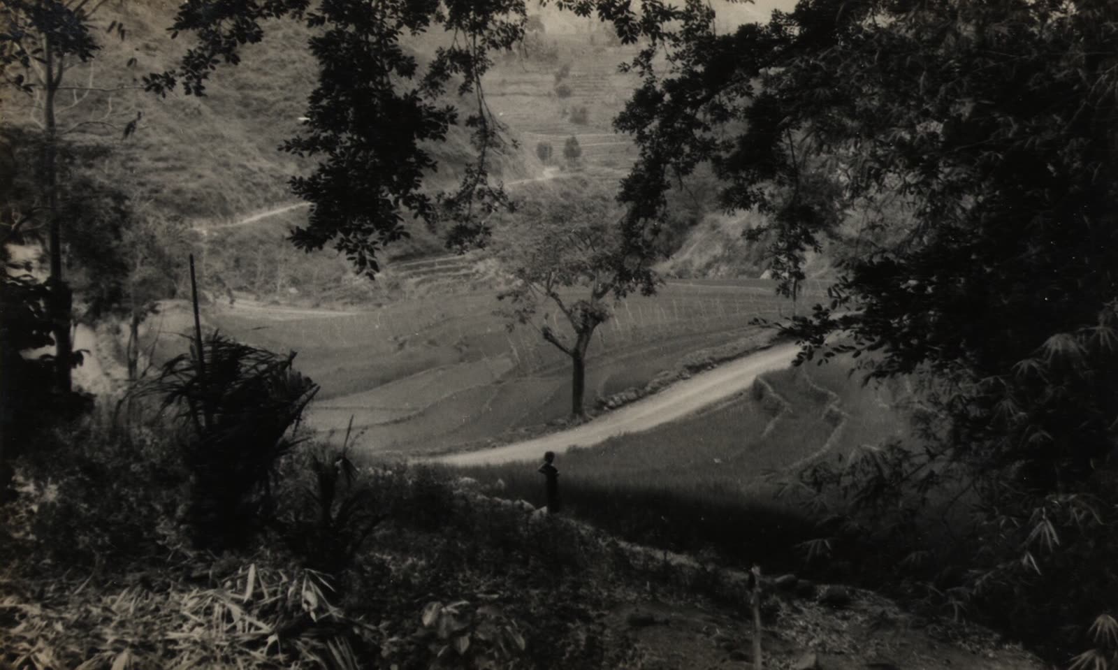 Sawah di antara Pacitan dan Ponorogo — kartu pos, sekitar 1935